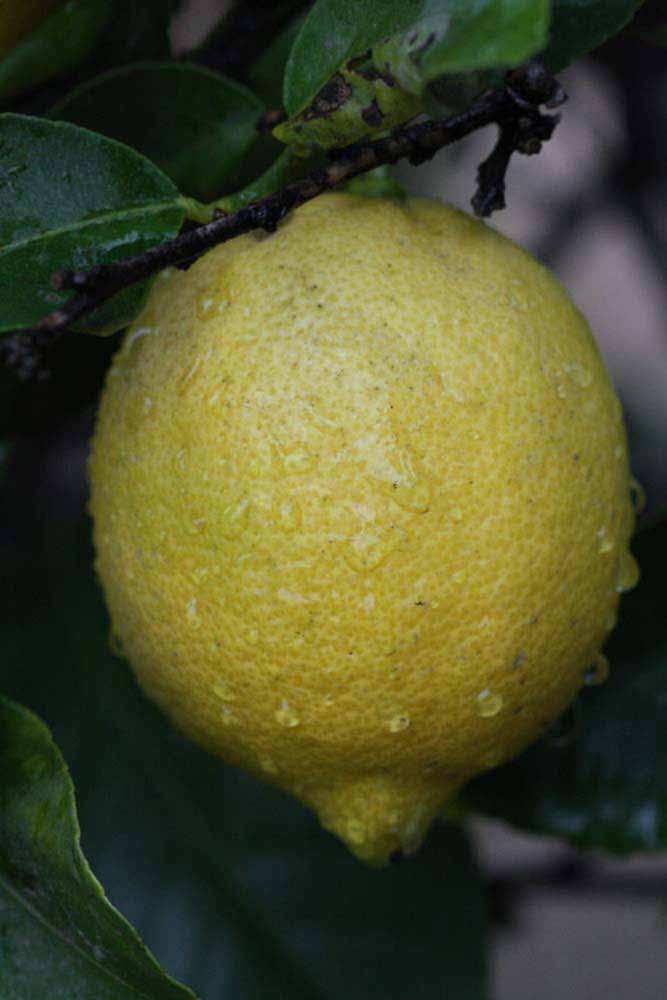              Fruit (Riverside, CA)       